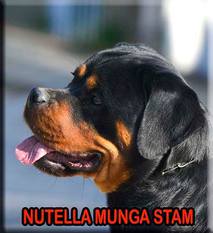 Nutella Munga Stam Nutella Munga Stam