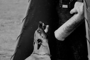 working-dog Fiffi working-dog Fiffi