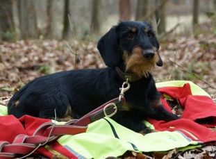 Lysander vom Lubowsee Lysander vom Lubowsee