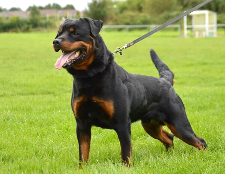 Benno vom Schwaiger Rathaus workingdog