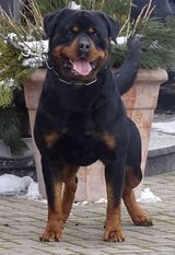 Nero von der Holzhaussiedlung Nero von der Holzhaussiedlung