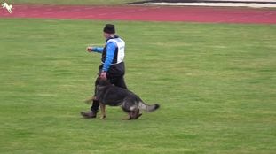 Duke von der Sportwelt Amadé Duke von der Sportwelt Amadé