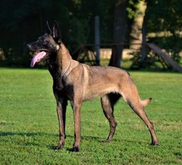 Queen von Nacheron Queen von Nacheron
