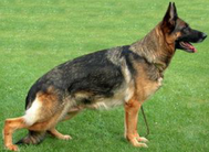 dog image background