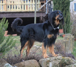 Gladys Teufelchen von Husgritt Gladys Teufelchen von Husgritt