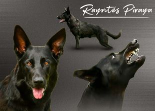 Rayntes Piraya Rayntes Piraya