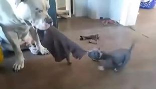 Test Hund 123 Test Hund 123