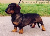 Achaz vom Roggenhof Achaz vom Roggenhof