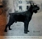 dog image background