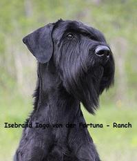 Isebrand Iago von der Fortuna Ranch Isebrand Iago von der Fortuna Ranch