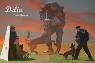Delia Force Canina Delia Force Canina