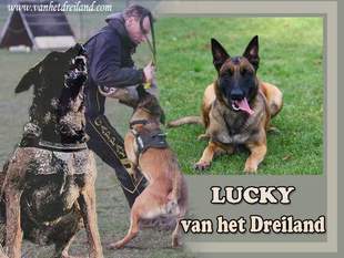 Lucky van het Dreiland Lucky van het Dreiland