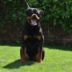 Gero Rott de Rubi Gero Rott de Rubi