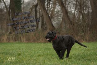 Black Beauty vom kleinen Büffel Black Beauty vom kleinen Büffel