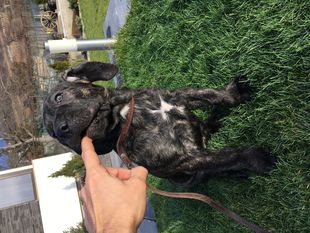 Alegra Hermoso perro de zumis Alegra Hermoso perro de zumis