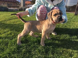 Adellia Hermoso perro de zumis Adellia Hermoso perro de zumis