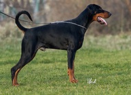 Paquito di Perlanera