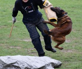 Orak Marshall Dogs Orak Marshall Dogs