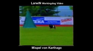 Mispel von Karthago Mispel von Karthago