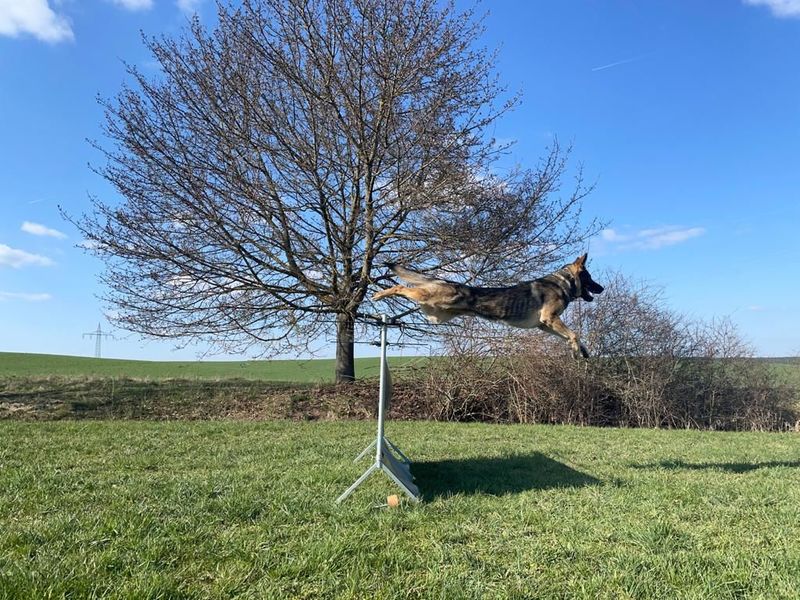 Divo vom dampfenden Kessel workingdog