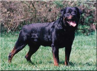 Brutus von der Hammerschmiede Brutus von der Hammerschmiede