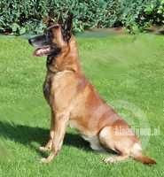 Charlie (Doelen) Charlie (Doelen)