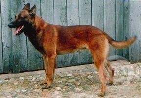 Billy (Gestel) Billy (Gestel)
