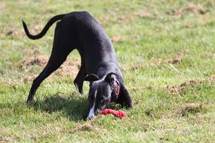 Ecstasy of Villa Whippet Ecstasy of Villa Whippet