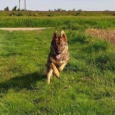 Alena des Chiens de Travail Alena des Chiens de Travail