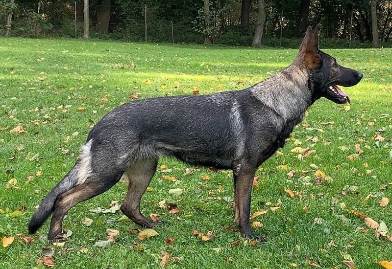 Bailey Vermüll workingdog