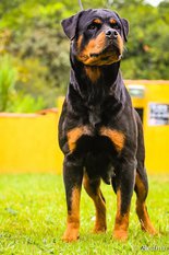 Ilka Brutus Black Champion Ilka Brutus Black Champion