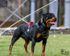 Fensy von der Maxi Rott Fensy von der Maxi Rott