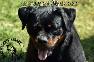 Pragmacanis Princes Pragmacanis Princes