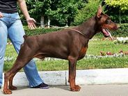 Pride Of Russia Taras