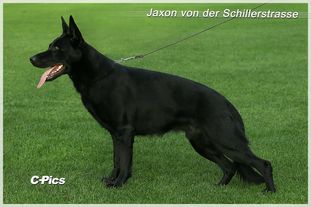 Jaxon von der Schillerstraße Jaxon von der Schillerstraße