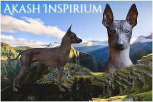 Akash Inspirium Akash Inspirium