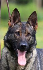 Olga DK 18516/2015 (Jensen) Olga DK 18516/2015 (Jensen)