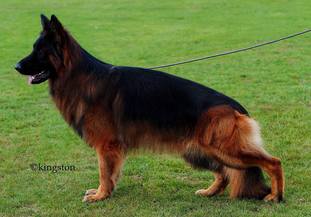 Montey von Silvalacus Montey von Silvalacus