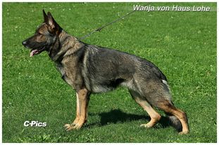 Wanja vom Haus Lohe Wanja vom Haus Lohe