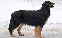 Huvimetsän Casimiir