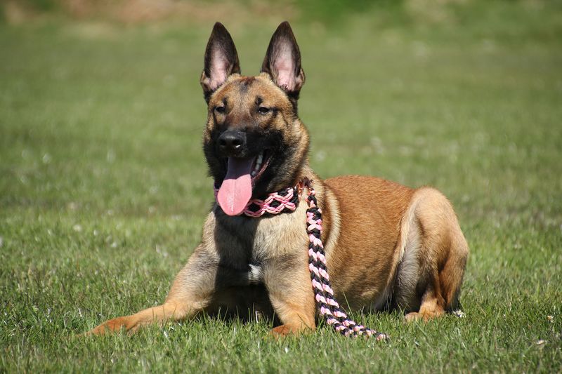 Daisy Working Malinois workingdog