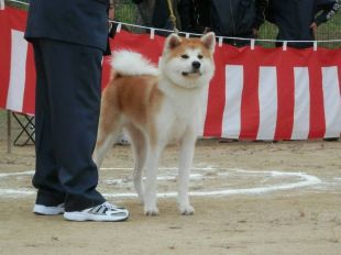 Tomoka Go Nagata Kensha Tomoka Go Nagata Kensha