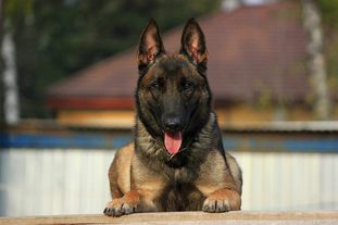 Ferz RKF 3624329 (Tarasenko) Ferz RKF 3624329 (Tarasenko)
