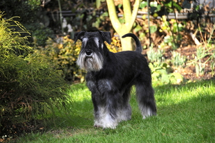 Cally-Zoe von der Gänsweide Cally-Zoe von der Gänsweide
