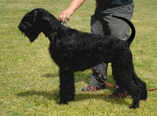 Cooper von der Schönburg Cooper von der Schönburg