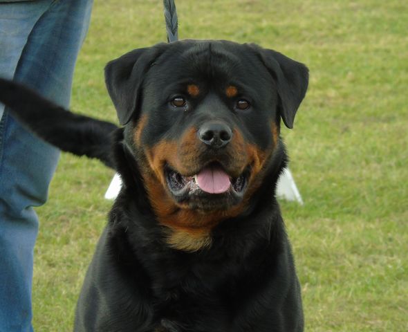 Fat fashion rottweiler dog