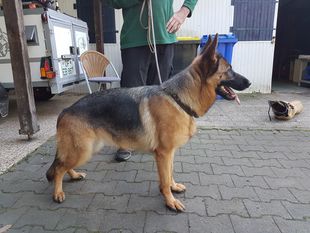 Okaya von der Sandkautschneise Okaya von der Sandkautschneise