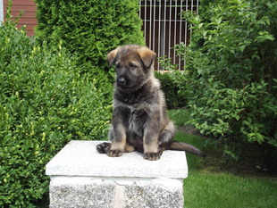Asta von der Silberklippe Asta von der Silberklippe