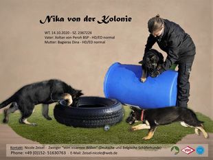 Nika von der Kolonie Nika von der Kolonie