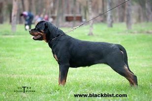 Haus Black Bist Slava from Milleron Haus Black Bist Slava from Milleron